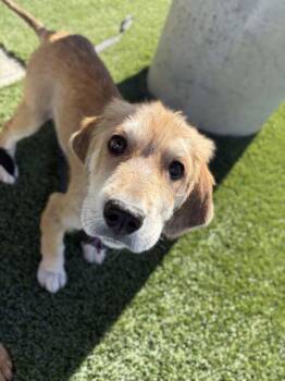Pup 1 -  Great Pyrenees and Labrador Retriever Dog for Adoption in Atascadero, California - Pup 1 | PetCurious