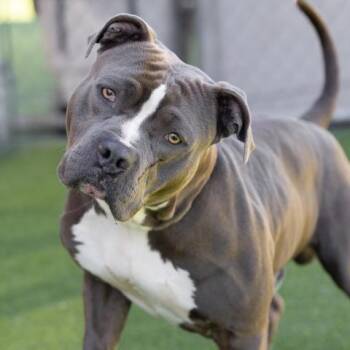 Pit Bull Terrier Dogs Available for Adoption in Camarillo, California - BRANDO | PetCurious