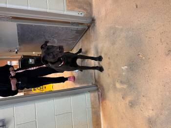 Rescue Great Dane and Pit Bull Terrier Dogs for Adoption in Leavenworth, Kansas - 25-0572 "Peter" | PetCurious