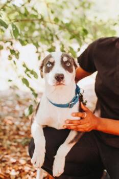 American Staffordshire Terrier and Mixed Breed Dogs Available for Adoption in North Charleston, South Carolina - 06312B Andrina | PetCurious