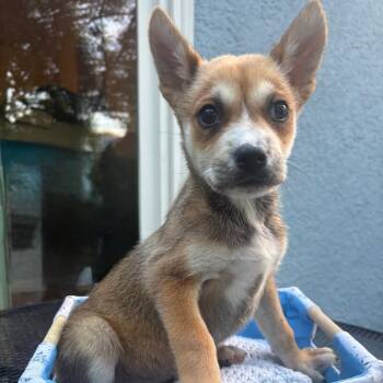 Racecar -  Mixed Breed Dog for Adoption in Buffalo, Minnesota - Racecar | PetCurious