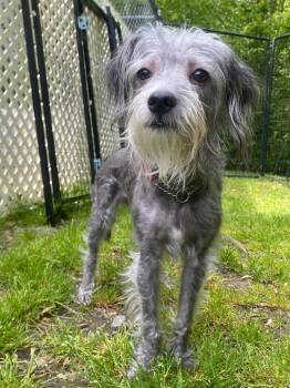 Maltese and Yorkshire Terrier Dogs Available for Adoption in Fall River, Massachusetts - Maeve | PetCurious