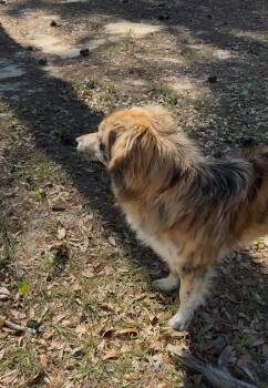 Great Pyrenees and Terrier Dogs Available for Adoption in Bloomfield, Connecticut - Hank | PetCurious