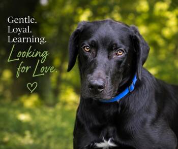 River -  Great Pyrenees and Weimaraner Dog for Adoption in St. Louis, Missouri - River | PetCurious