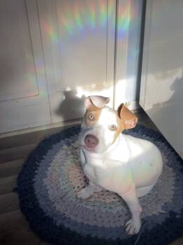 Rescue Terrier Dogs for Adoption in Plymouth, Michigan - Kira (Skye) | PetCurious