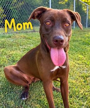 Pup Cassia -  Weimaraner and Labrador Retriever Dog for Adoption in Washington, District Of Columbia - Pup Cassia | PetCurious