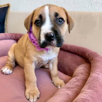 Pit Bull Terrier Dogs Available for Adoption - Tootsie Lin | PetCurious