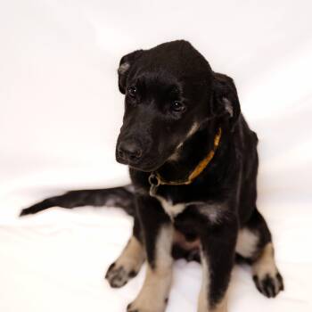 Rescue Anatolian Shepherd and Alaskan Malamute Dogs for Adoption in Sonora, California - Dorathea | PetCurious