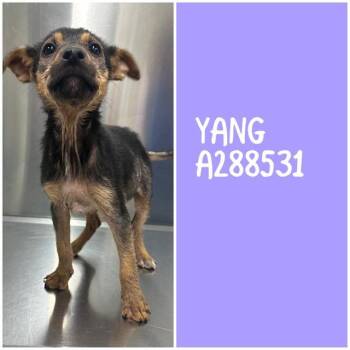 YANG -  Mixed Breed Dog Available for Adoption in Macon, Georgia - YANG | PetCurious
