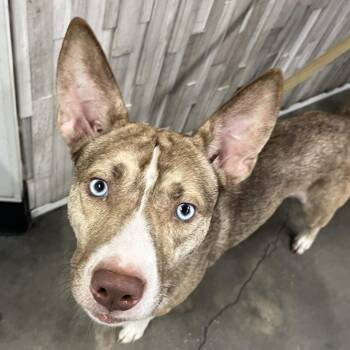 Cubs -  Husky and Mixed Breed Dog for Adoption in Tampa, Florida - Cubs | PetCurious