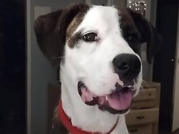 Rescue Mixed Breed Dogs for Adoption in Knoxville, Tennessee - Ellie | PetCurious