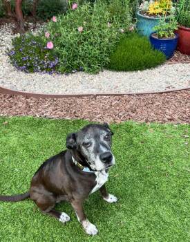 Rescue Labrador Retriever Dogs for Adoption in Santa Monica, California - Brewster | PetCurious