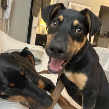 Dibs -  Doberman Pinscher Dog for Adoption in Los Angeles, California - Dibs | PetCurious