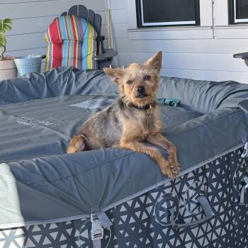 Yorkshire Terrier and Terrier Dogs Available for Adoption - Hubert - The Best Dog Ever! | PetCurious