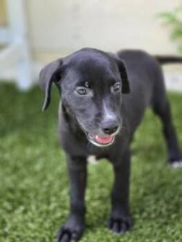 Lollipop -  Mixed Breed Dog for Adoption in Savannah, Georgia - Lollipop | PetCurious