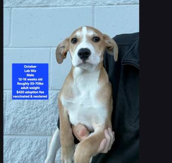 October -  Labrador Retriever Dog for Adoption in Oviedo, Florida - October | PetCurious