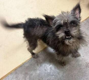 Yorkshire Terrier and Affenpinscher Dogs Available for Adoption in Coupeville, Washington - Griffon | PetCurious