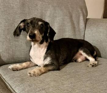 DANNY -  Dachshund and Poodle Dog for Adoption in Colorado Springs, Colorado - DANNY | PetCurious