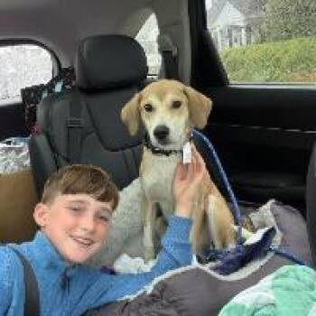 Fallon -  Hound Dog for Adoption in Monticello, New York - Fallon | PetCurious