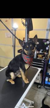 Chihuahua and Schipperke Dogs Available for Adoption - Jazzy | PetCurious
