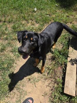 Ben -  Black Labrador Retriever Dog for Adoption in Hokes Bluff, Alabama - Ben | PetCurious