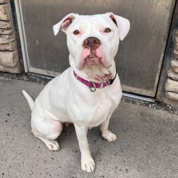 Jasmine -  Mixed Breed Dog for Adoption in Fairport, New York - Jasmine | PetCurious