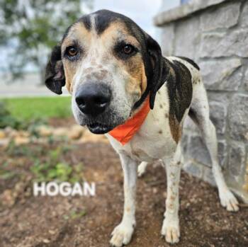 Rescue Plott Hound and Treeing Walker Coonhound Dogs for Adoption in Maryville, Tennessee - Hogan & Ozzy | PetCurious