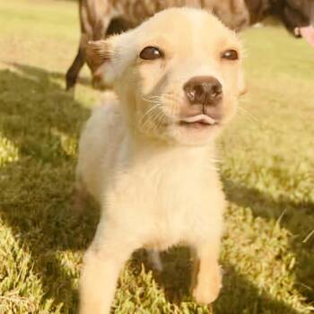 Rescue Labrador Retriever and Terrier Dogs for Adoption in Enfield, Connecticut - Donald | PetCurious