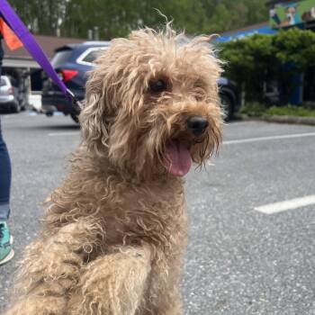 Poodle Dogs Available for Adoption in Reisterstown, Maryland - Dream | PetCurious