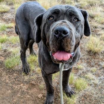 Rescue Neapolitan Mastiff Dogs for Adoption in Flagstaff, Arizona - Gus- Gentle Giant! | PetCurious