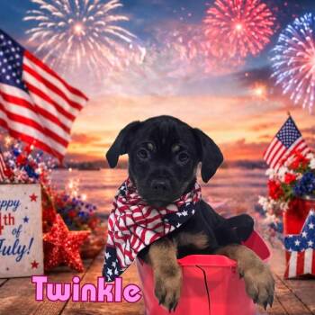 Twinkle -  Mixed Breed Dog for Adoption in Joliet, Illinois - Twinkle | PetCurious