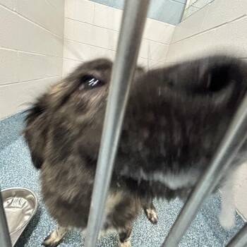 Cynammon -  Shepherd Dog for Adoption in Greensboro, North Carolina - Cynammon | PetCurious