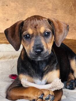 Rescue Black Mouth Cur Dogs for Adoption in Nahunta, Georgia - DANIELLE | PetCurious