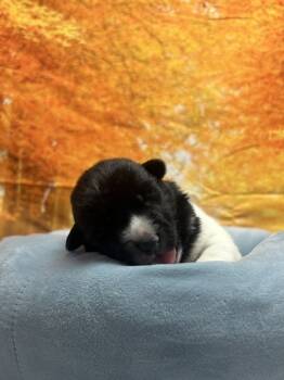 Rescue Border Collie and Shepherd Dogs for Adoption in San Antonio, Texas - Kai | PetCurious