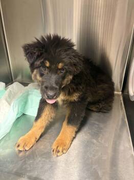 Louise -  German Shepherd Dog and Mixed Breed Dog for Adoption in Georgetown, Ohio - Louise | PetCurious