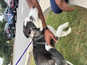 Panorama -  Mixed Breed Dog for Adoption in Chamblee, Georgia - Panorama | PetCurious