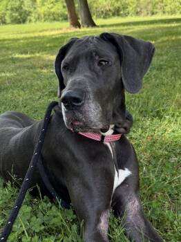 Great Dane Dogs Available for Adoption in Salisbury, North Carolina - Xena | PetCurious