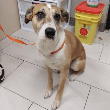 Mixed Breed Dogs Available for Adoption in Lufkin, Texas - Pumpkin Pie | PetCurious