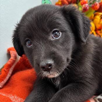Sarah -  Australian Shepherd and Terrier Dog for Adoption in Lebanon, Missouri - Sarah | PetCurious