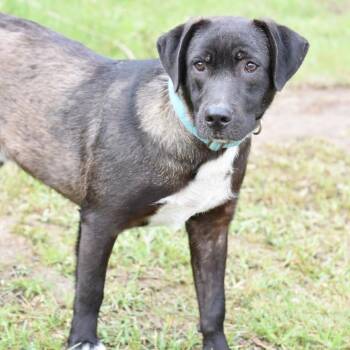 Labrador Retriever Dogs Available for Adoption in Cleveland, Texas - Scip | PetCurious