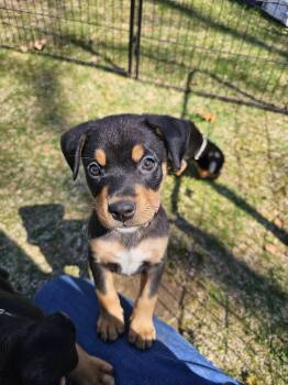 Bernese Mountain Dog and Pit Bull Terrier Dogs Available for Adoption in Rockaway, New Jersey - Daffodil Newark | PetCurious