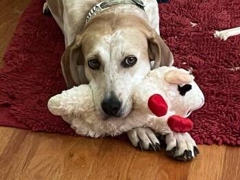 Coonhound Dogs Available for Adoption in Louisville, Kentucky - Bella | PetCurious