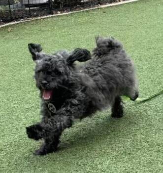 Simba -  Shih Tzu and Mixed Breed Dog for Adoption in Cincinnati, Ohio - Simba | PetCurious