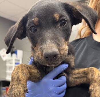 Rescue Labrador Retriever and Mixed Breed Dogs for Adoption in Carthage, Missouri - Joey | PetCurious