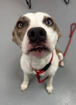 Cupid -  Australian Cattle Dog Blue Heeler Dog for Adoption in Hartsville, South Carolina - Cupid | PetCurious