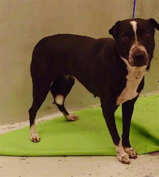 Rescue Shar Pei and Border Collie Dogs for Adoption in Houston, Texas - A2038317 | PetCurious