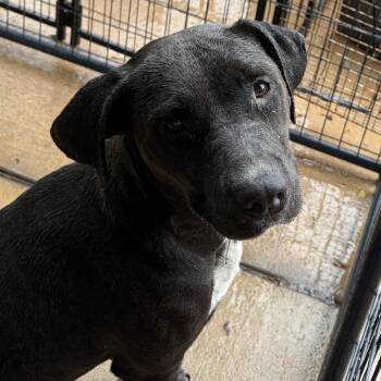 Sheeba -  Mixed Breed Dog for Adoption in Lake Jackson, Texas - Sheeba | PetCurious