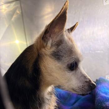 Chihuahua Dogs Available for Adoption in Philadelphia, Pennsylvania - Archibald | PetCurious