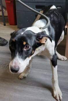 Owen -  Hound and Mixed Breed Dog for Adoption in West Memphis, Arkansas - Owen | PetCurious