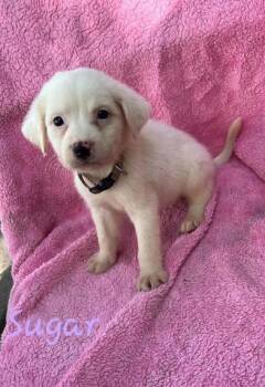 Sugar -  Labrador Retriever and German Shepherd Dog Dog for Adoption in Liverpool, Texas - Sugar | PetCurious